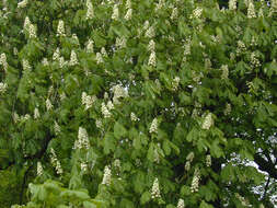 Image of European horse chestnut