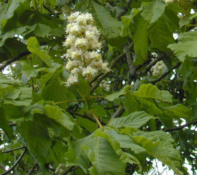 Image of European horse chestnut