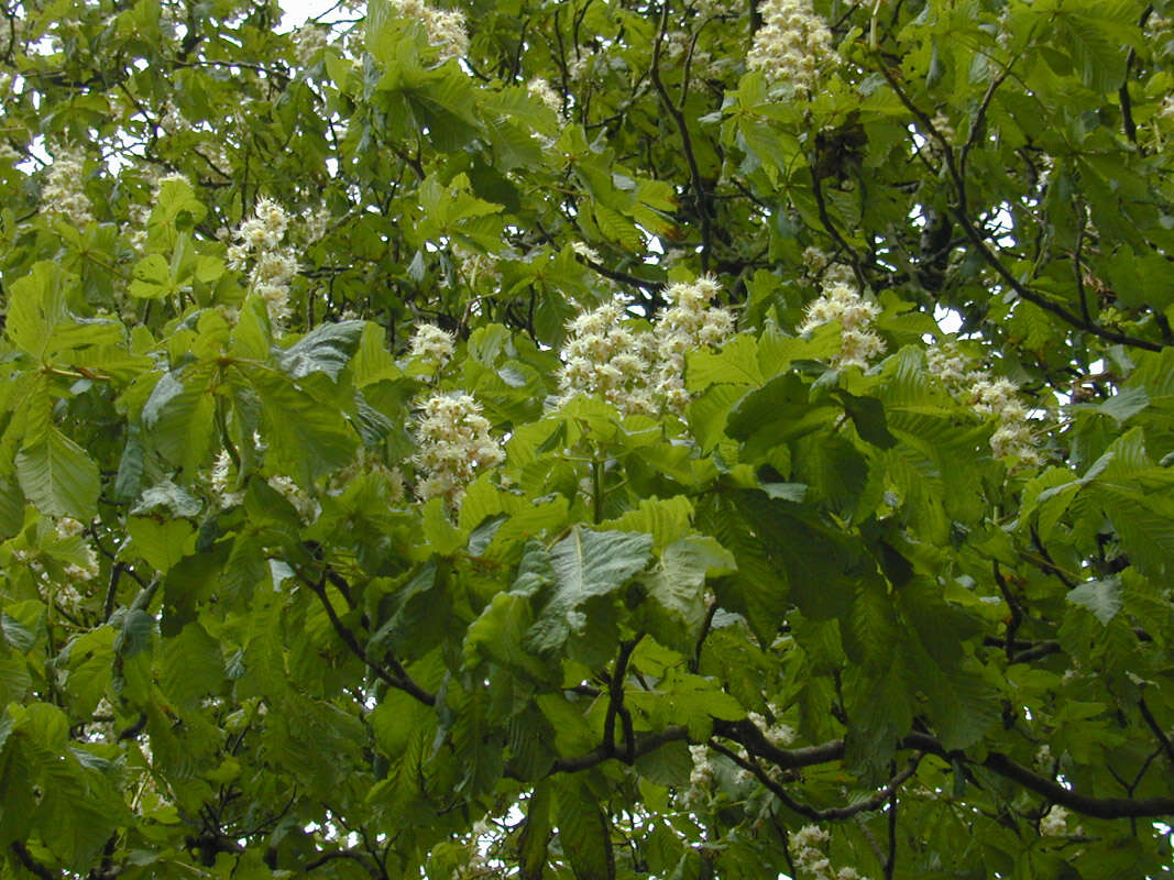 Image of European horse chestnut