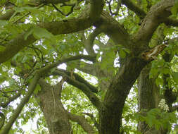 Image of European horse chestnut