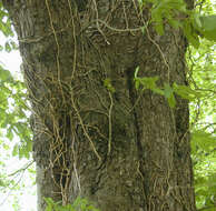 Image of European horse chestnut