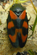 Image of Red-and-black Froghopper