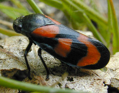 Image of Red-and-black Froghopper