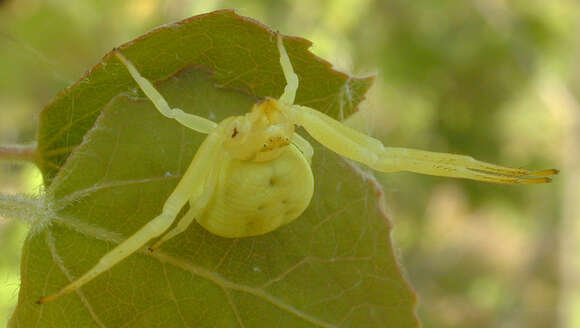 Image of Flower Crab Spiders