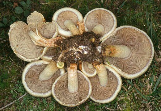 Image of Hypholoma lateritium (Schaeff.) P. Kumm. 1871