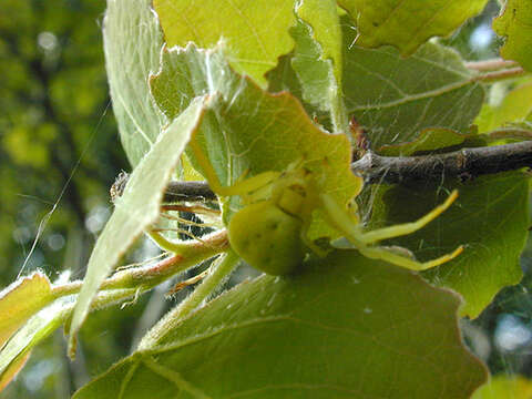 Image of Flower Crab Spiders