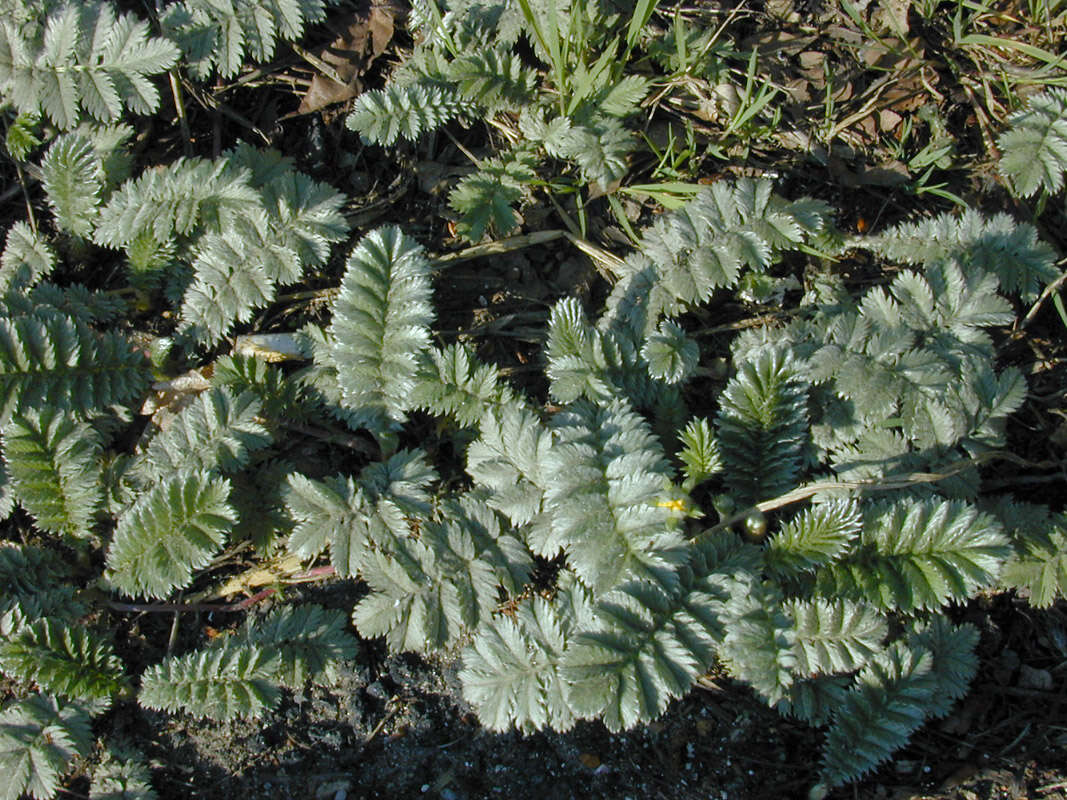 Image of silverweed cinquefoil