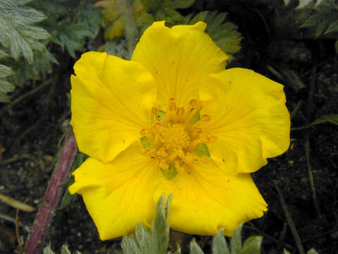 Image of silverweed cinquefoil