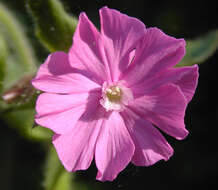 Image of red catchfly