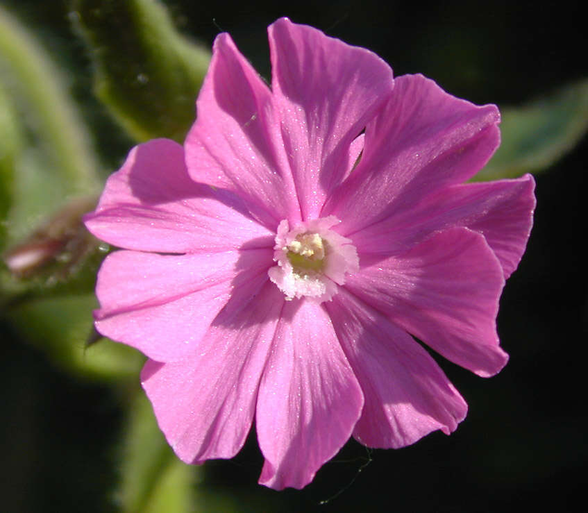 Image of red catchfly