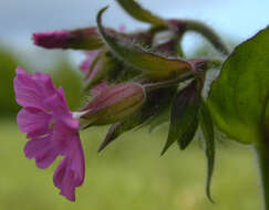 Image of red catchfly