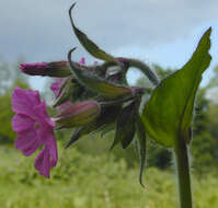 Image of red catchfly