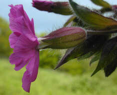 Image of red catchfly