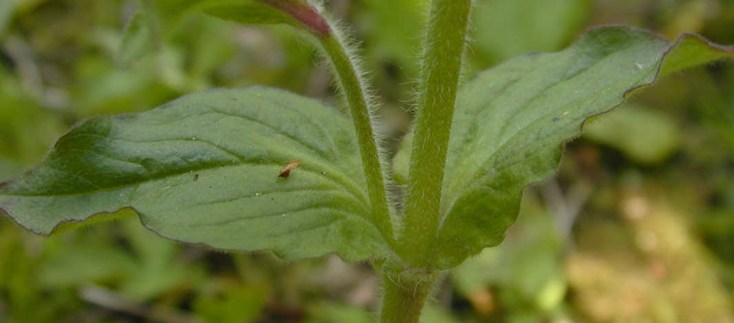 Image of red catchfly