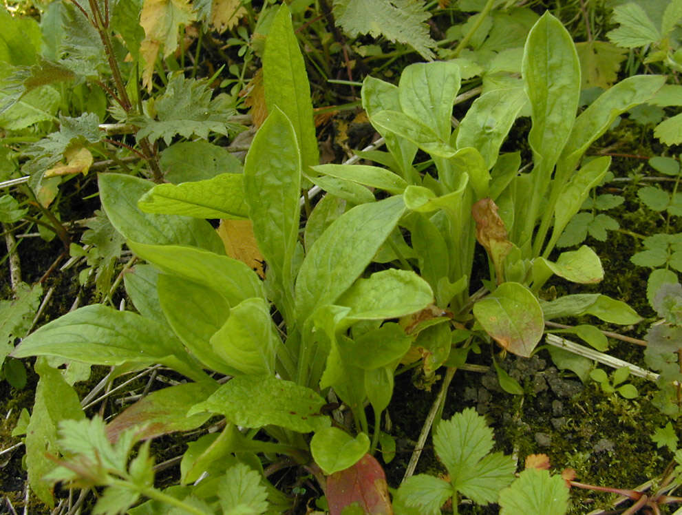 Image of red catchfly