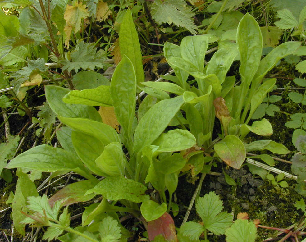 Image of red catchfly