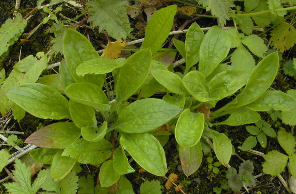 Image of red catchfly