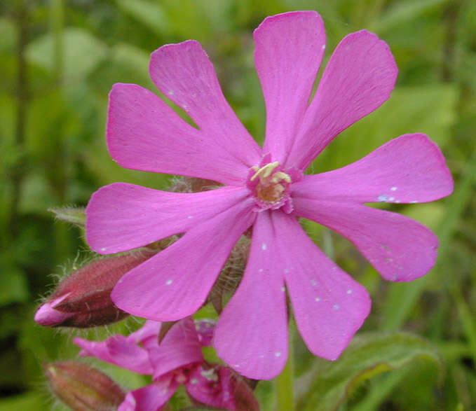 Image of red catchfly