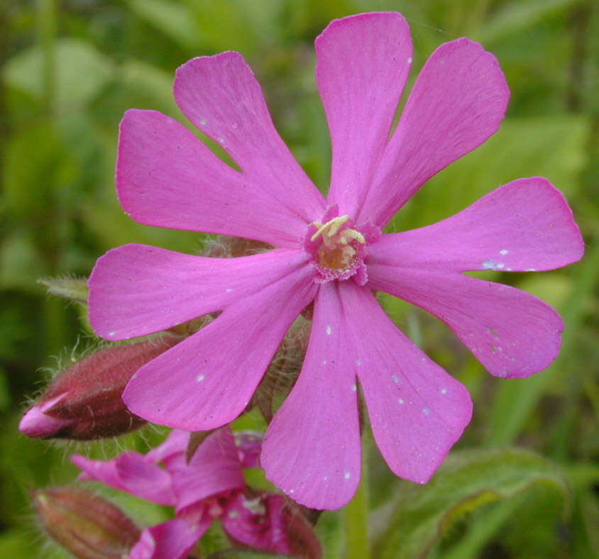 Image of red catchfly