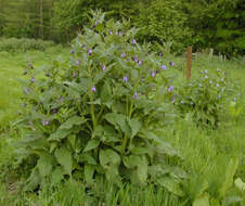 Plancia ëd Symphytum officinale × Symphytum asperum