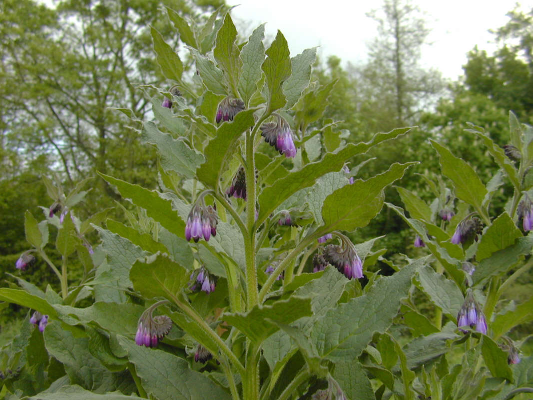 Plancia ëd Symphytum officinale × Symphytum asperum