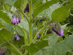 Plancia ëd Symphytum officinale × Symphytum asperum