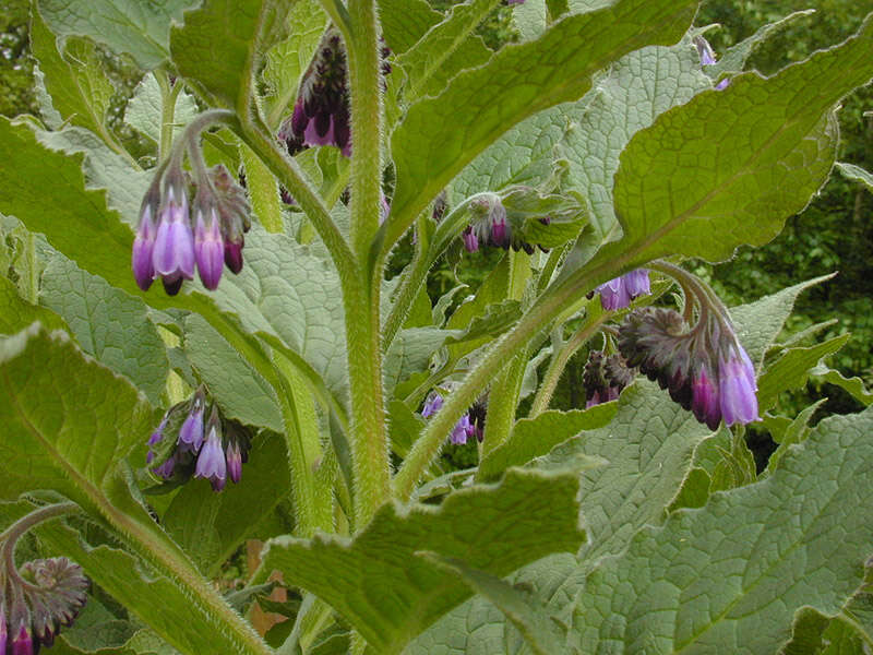 Plancia ëd Symphytum officinale × Symphytum asperum