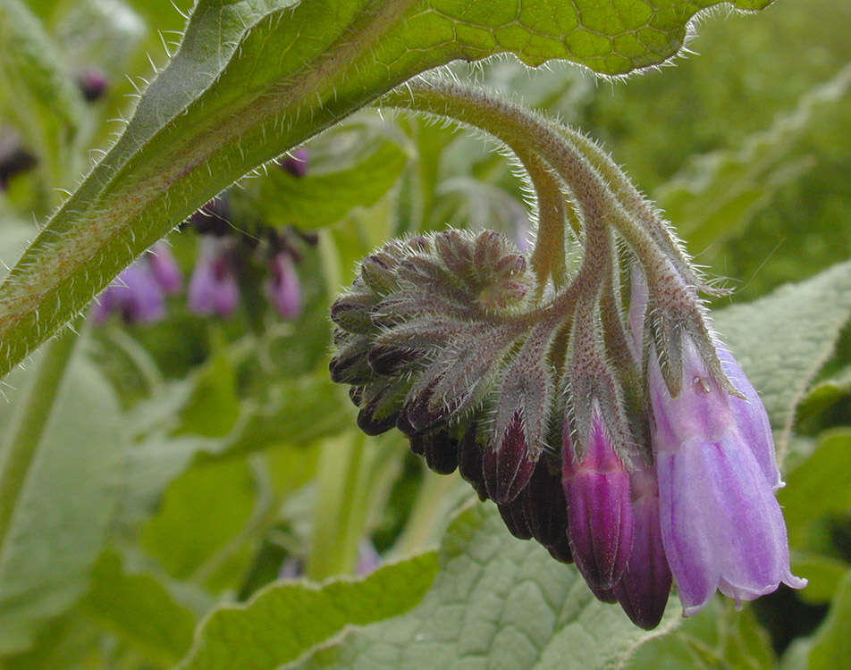 Plancia ëd Symphytum officinale × Symphytum asperum