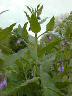 Plancia ëd Symphytum officinale × Symphytum asperum