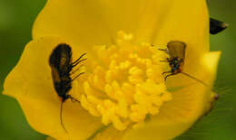 Image of Zeugloptera