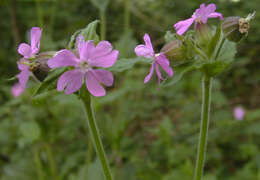 Image of Silene latifolia × Silene dioica