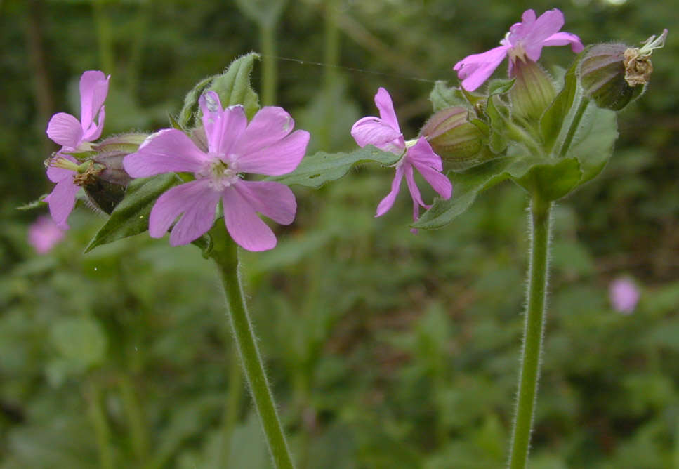 Image of Silene latifolia × Silene dioica