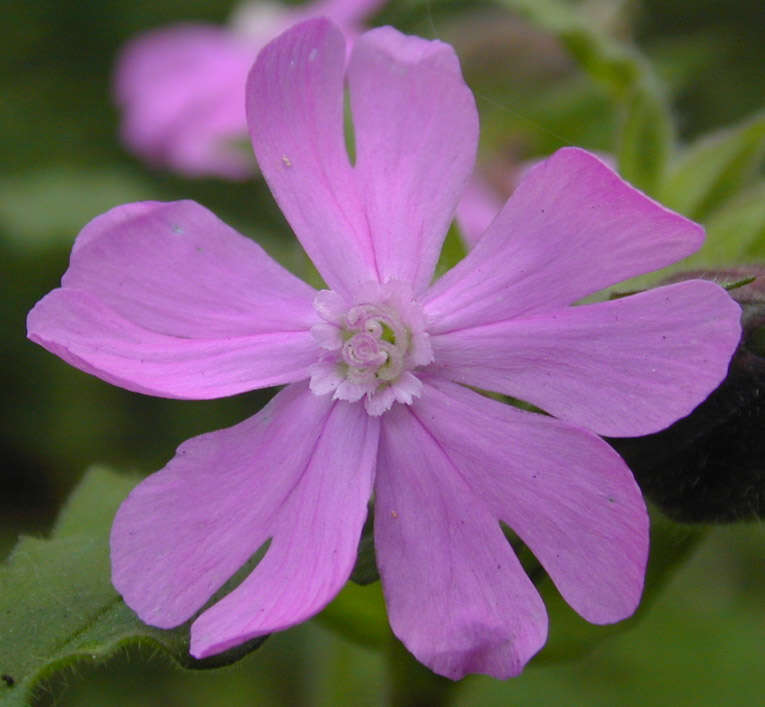 Image of Silene latifolia × Silene dioica