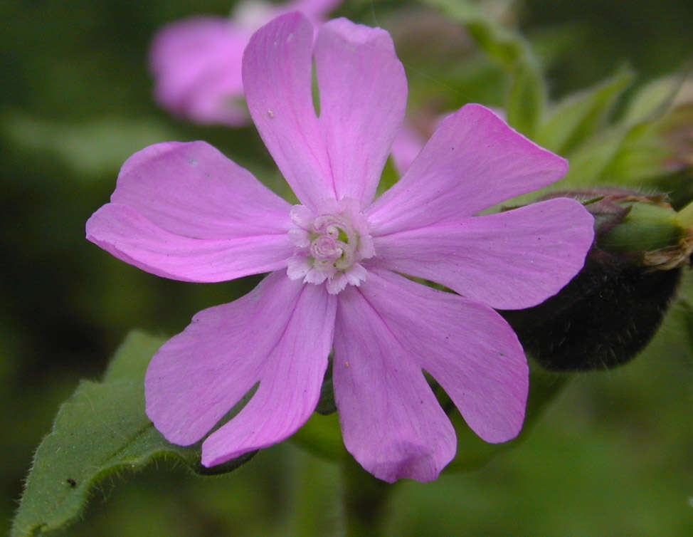 Image of Silene latifolia × Silene dioica