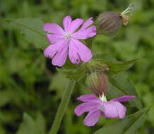 Image of Silene latifolia × Silene dioica