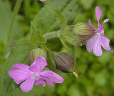 Image of Silene latifolia × Silene dioica