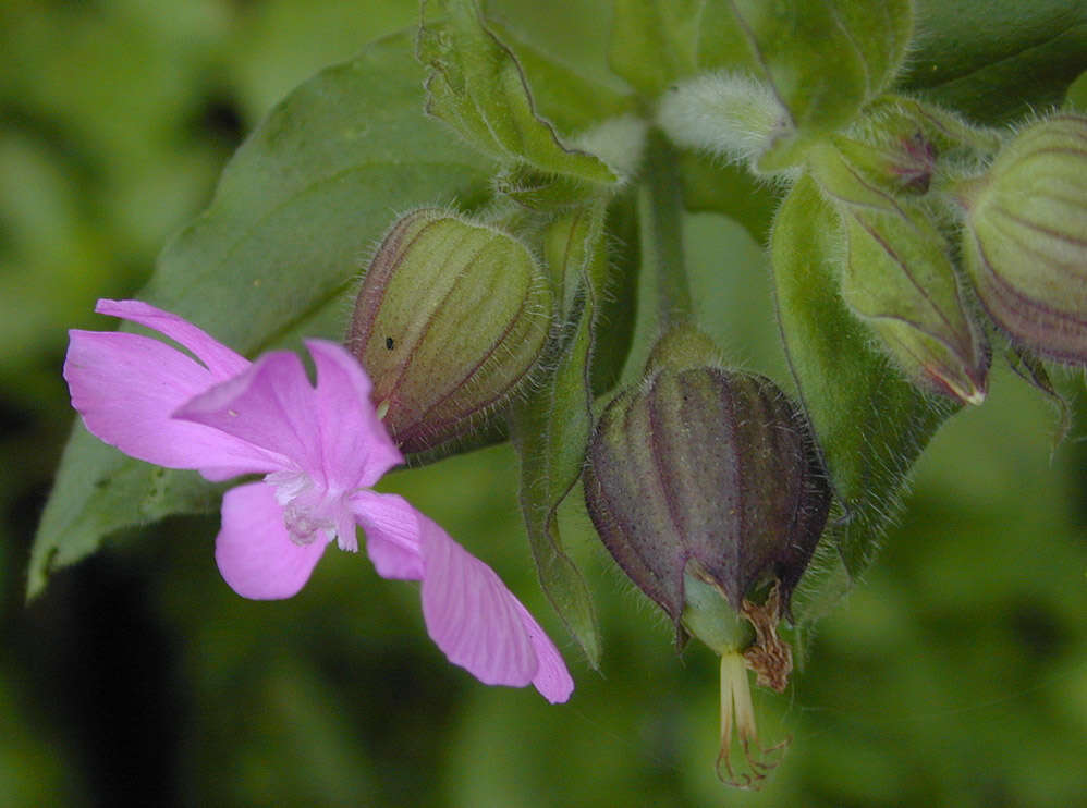 Image of Silene latifolia × Silene dioica