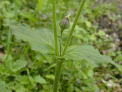 Image of Silene latifolia × Silene dioica