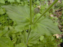 Image of Silene latifolia × Silene dioica