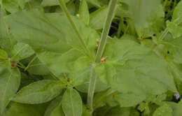 Image of Silene latifolia × Silene dioica