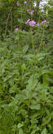 Image of Silene latifolia × Silene dioica