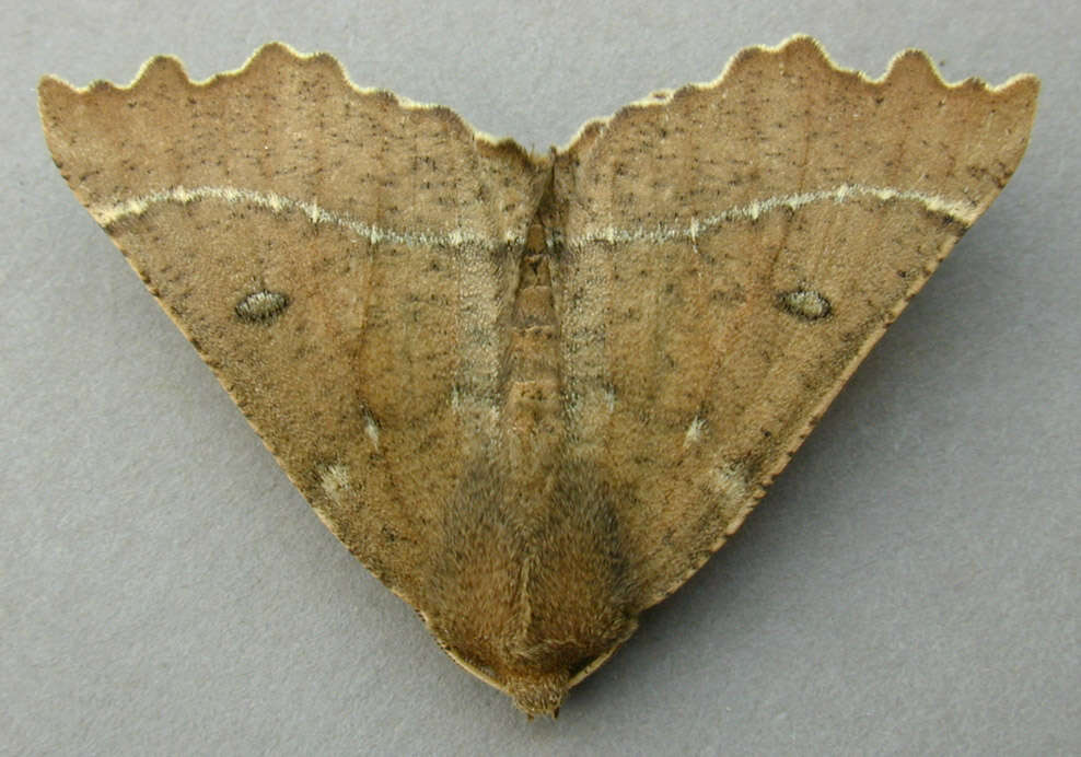 Image of scalloped hazel