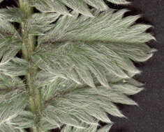 Image of silverweed cinquefoil