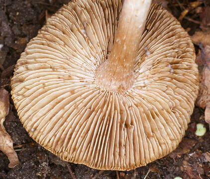 Image of Inocybe maculata Boud. 1885