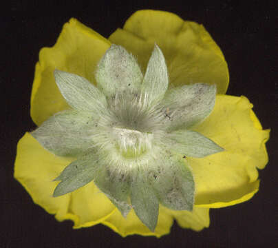 Image of silverweed cinquefoil