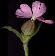 Image of Silene latifolia × Silene dioica