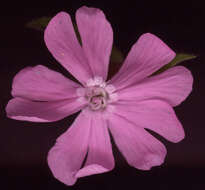 Image of Silene latifolia × Silene dioica