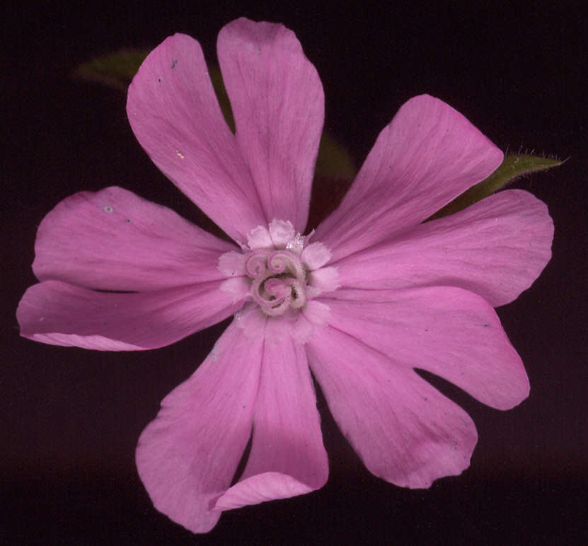 Image of Silene latifolia × Silene dioica