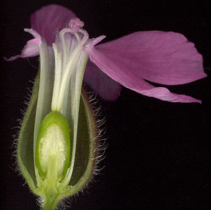 Image of Silene latifolia × Silene dioica