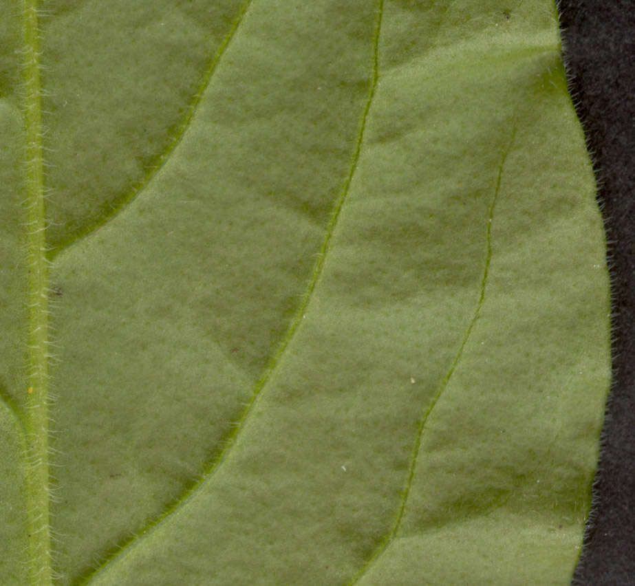 Image of Silene latifolia × Silene dioica